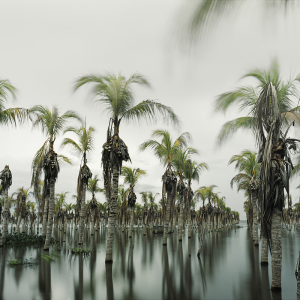 Flooded Palm Trees | Nicaragua 2012