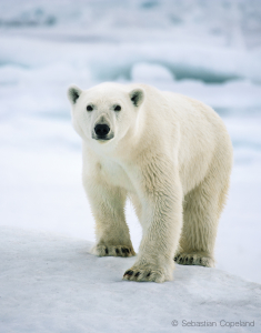 Sebastian Copeland_hero