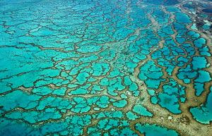 stuart-chape_coral-reef-lattice
