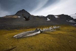 sebastian-copeland__mg_1058-copy