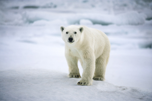 sebastian-copeland__t3z9131-copy