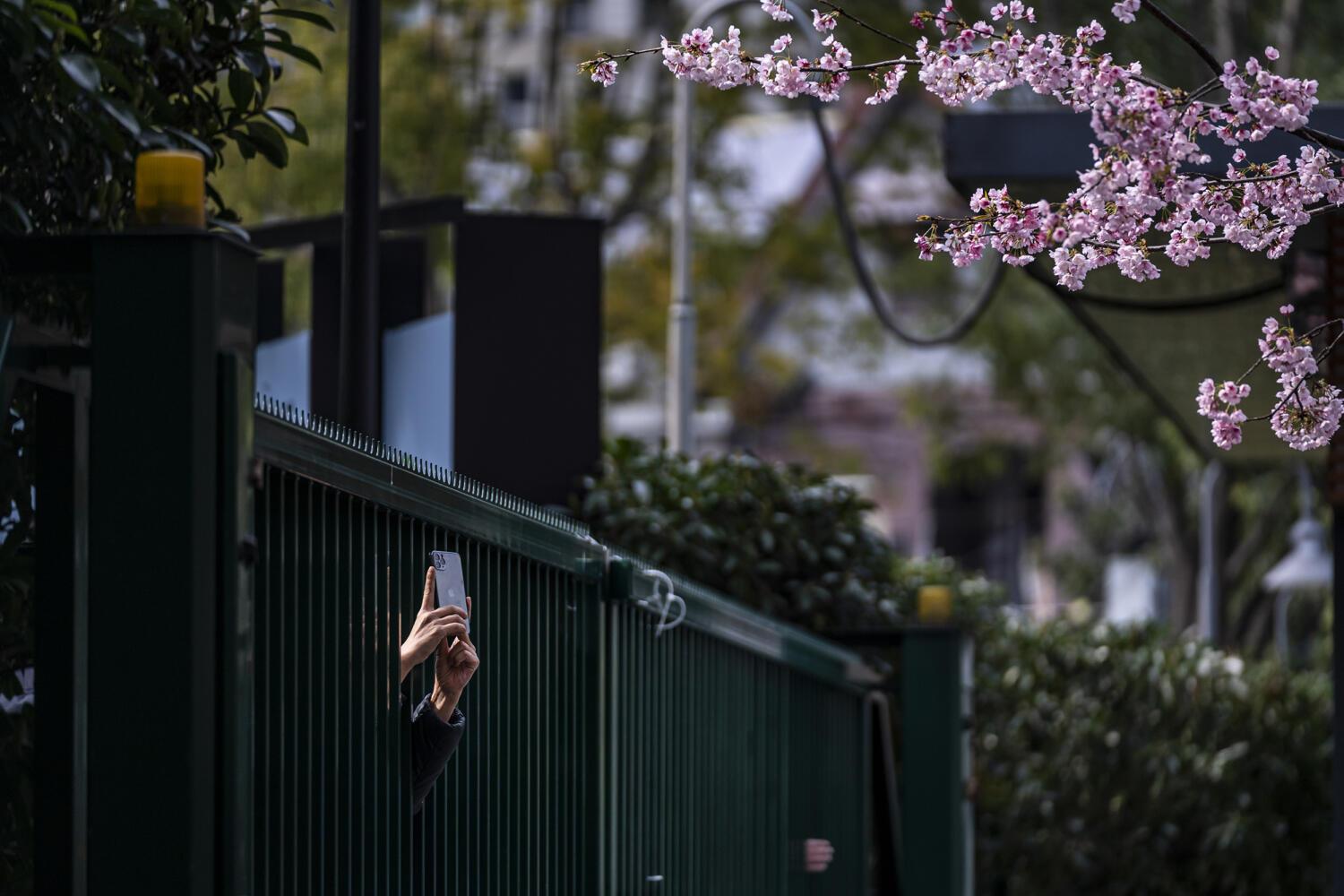 Aly Song / Shanghai, China